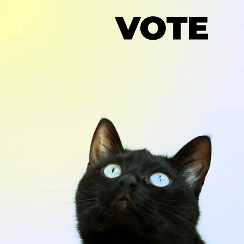 A black cat with blue eyes watching floating text that says vote